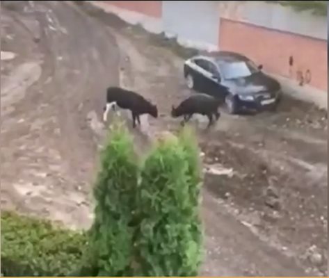 Два големи бика гонят хора и нападат автомобили в столичния квартал “Лозенец”.
СНИМКА: НОВА ТЕЛЕВИЗИЯ