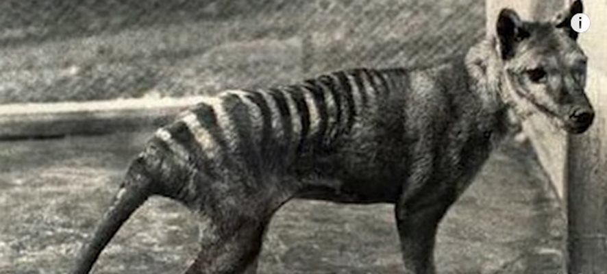 Тасманийски тигър  Кадър : youtube