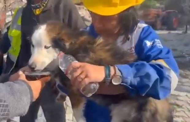 22 дни след земетресението в Турция: Вадят живо куче под руините (видео)