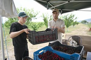 Узбеки берат череши, киргизи готвят и чистят  - шареното лице на Албена