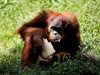 В зоопарка в Денвър се роди бебе орангутан