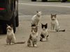 Руски град си има шеф на котките, грижи се за бездомните