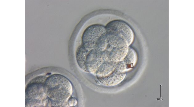 НЕВИЖДАНО: Ембриони с баркодове.