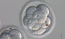 Лепят баркод на ембриони
