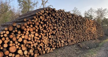 Колко дървесина можем да очакваме от европейските гори?