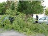 Дърво затисна кола в Хасково, деца се разминали на косъм