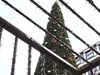 Коледната елха в Белград - 83 000 евро, жителите недоволстват (Видео)