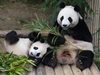Китайците по света провериха условията, при които живеят пандите в чуждите зоопаркове