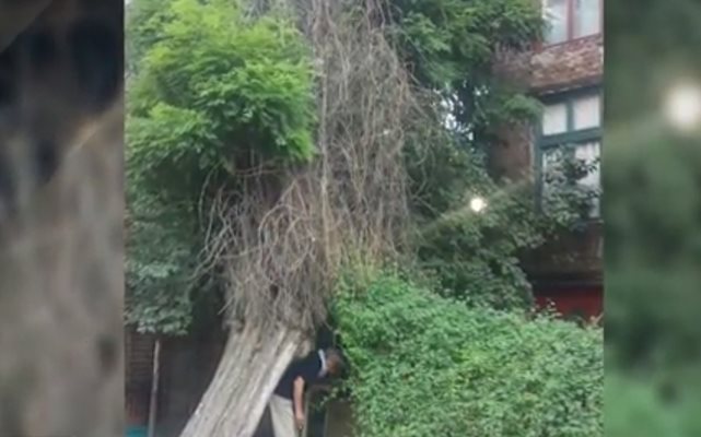 След инцидента, при който във вторник изсъхнало дърво спадна върху млада жена в София, Столичната община взима спешни мерки за предотвратяване на подобни случки. Кадър: Нова тв