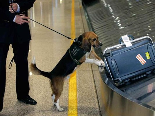 Турист или атентатор е забравил този багаж?