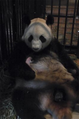 Майката панда с бебето си ден след неговото раждане