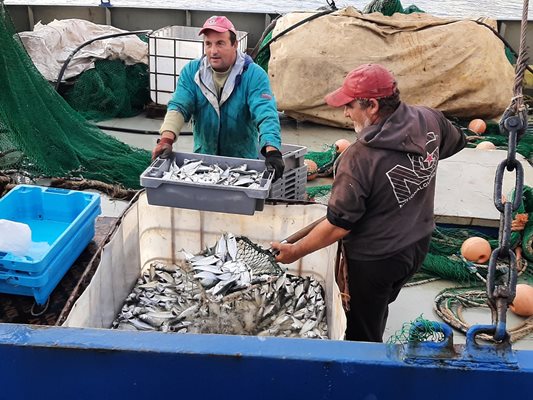 Риболовните кораби в Несебър се връщат пълни с чернокоп и сафрид. Снимки и видео: Тони Щилиянова