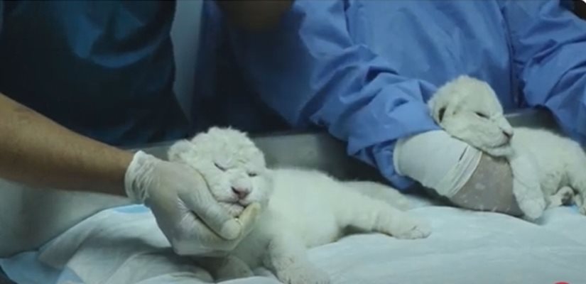 Три бели лъвчета се родиха във Венецуела Кадър: YouTube/The Independent