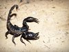 Затвориха испански плаж заради скорпиони