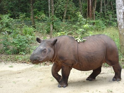 Застрашен суматрански носорог се роди в Индонезия