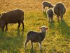Римската градска управа предлага овце и крави да косят тревата на обществени места