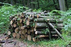 В Каварна задържаха каруца с незаконно отсечени дърва