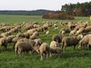 Турското правителство ще раздава овце на фермерите, за да останат на село