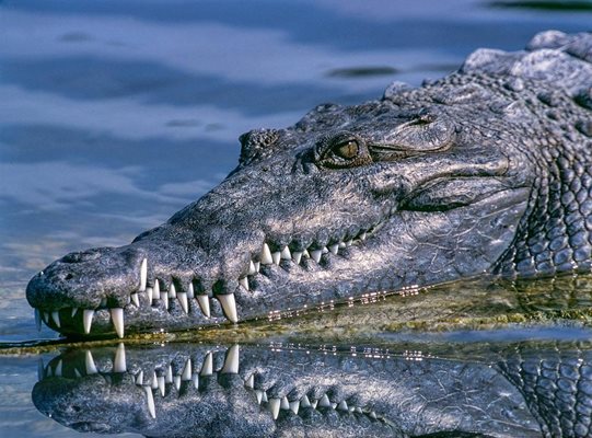 България пред избор - крокодили или алигатори