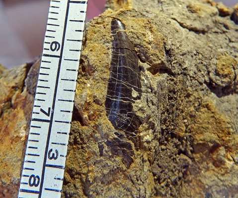 Костта от птерозавър е считана за голямо откритие