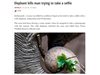 Мъж загина заради селфи с див слон в Непал
