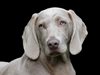 Над 30 кучета от приют са осиновени в Добрич