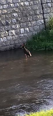 Птицата гази смело в река Струма