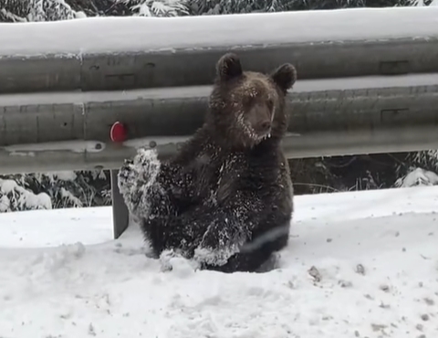 Заснеха две мечки по пътя край Пампорово? Фейк! (Видео, снимки)
