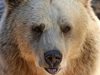 Безработни всеки ден рискуват среща с мечка в гората, но отказват 420 лева заплата