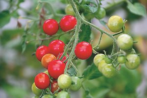Отгледайте си сортове домати с малки плодове