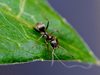 Мравките маршируват, когато влизат в битка