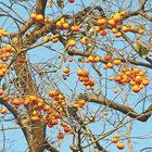 Райската ябълка – южна сладост през зимата