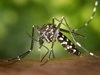 Комарите не предават коронавируса