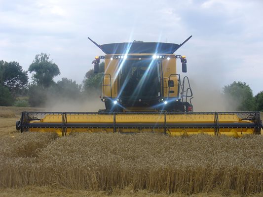 Прогнозата е, че тази година България ще добие около 7 милиона тона хлебно зърно - достатъчно както за населението, така и за износ.
