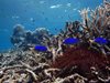 Австралийското правителство плати 7 милиона долара в помощ на Големия бариерен риф