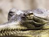 Мъже вкараха три крокодила в директорския кабинет на гимназия в Австралия (Видео)