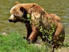 Шест са нападенията от мечки в Смолянско от началото на годината


