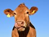 ЕС облекчава ограниченията за фермите, свързани с вредните емисии от добитъка