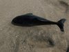Дете откри мъртъв делфин на плажа "Корал"