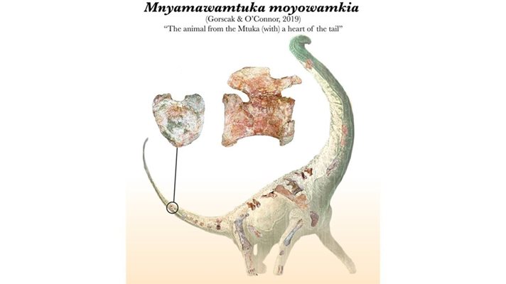 Много от чуждите издания отбелязват в днешния ден, че динозавърът имал сърце на опашката Снимка: PLOS ONE