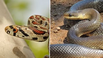 Кои са отровните  змии в  България, имаме 17 вида? Смята се, че от днес изпълзяват от дупките