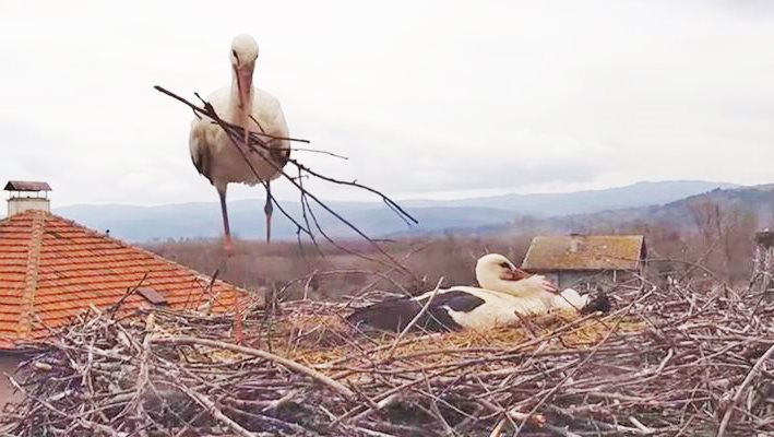 КОШМАР! Заради пороите евтаназират бебето на Драго и Драга