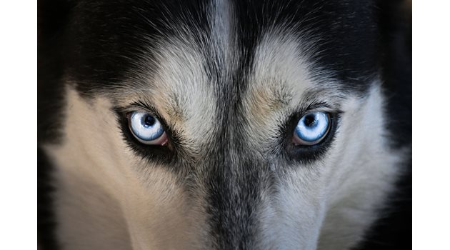 Генетиците откриват силно изразени корелации в развитието на човешкия и кучешкия геном. Например редица гени, свързани с разграждането на храната, се намират и при кучетата, и при хората.