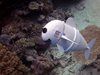 Учени създадоха роботизирана риба за подводни изследвания (Снимки)