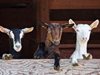 ЕС одобри по-леките ограничения на движение на дребни преживни животни заради чумата

