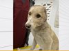 Отрязаха ушите на куче в София
