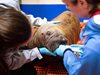 Спасиха бебе морж в Аляска