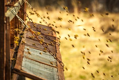 Качественият мед се втвърдява за месец, защото тогава се смята, че е узрял.