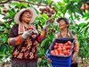 Радио Китай: Доходите на китайските фермери растат, земеделието регистрира стабилен растеж