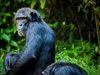 Приматите могат да се окажат по-умни,
отколкото се считаше досега
